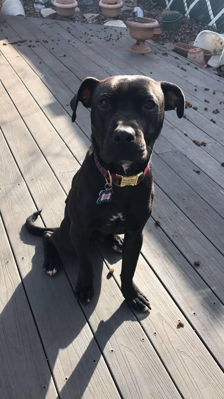 Sonny, an American Pit Bull Terrier and Boxer mix tested with EmbarkVet.com