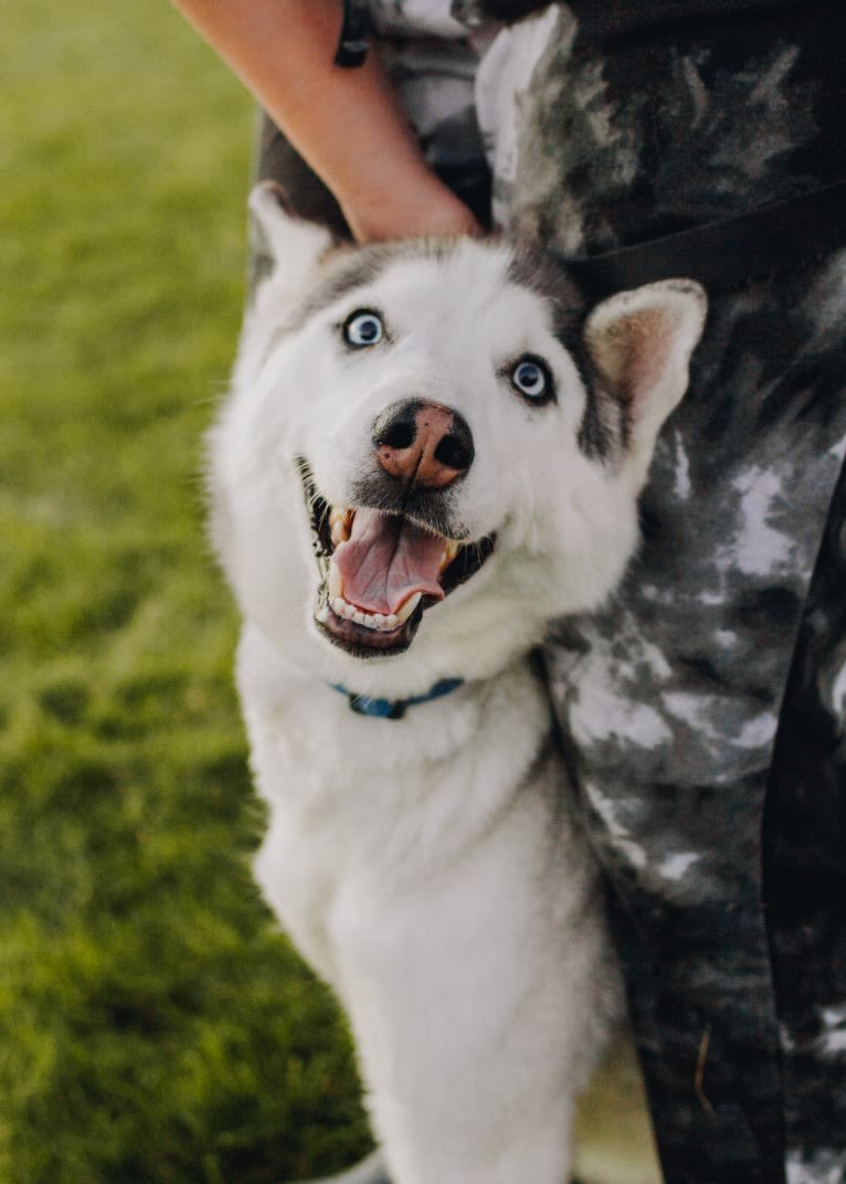 Witkamp’s Skye, a Siberian Husky tested with EmbarkVet.com