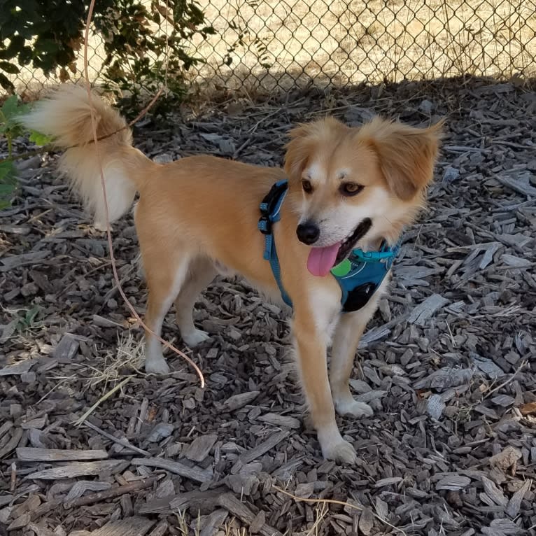 Dougie, a Chihuahua and Dachshund mix tested with EmbarkVet.com