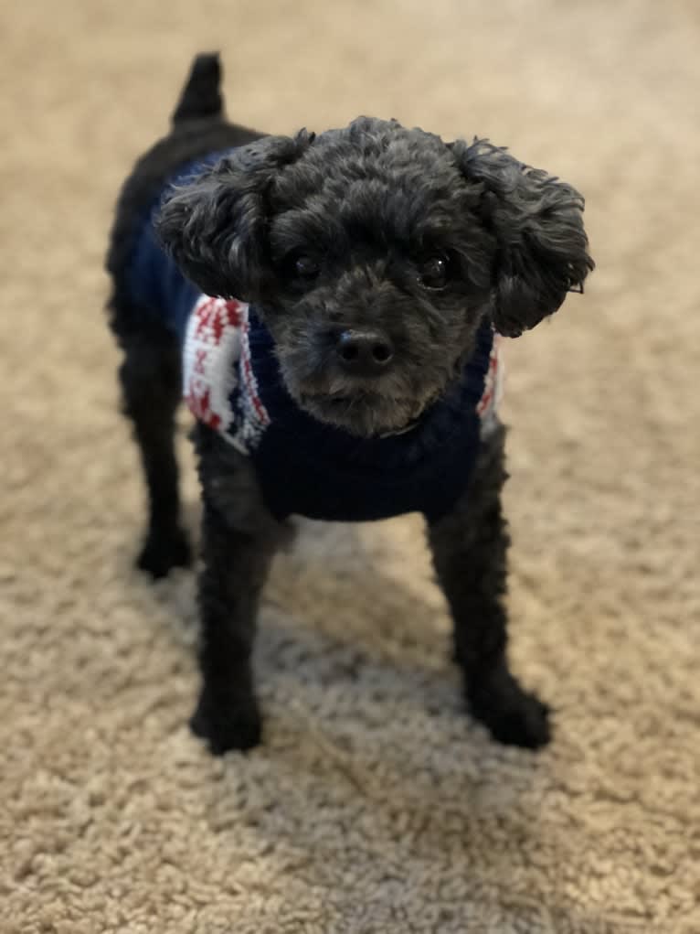 Stanley, a Poodle (Small) and Chihuahua mix tested with EmbarkVet.com