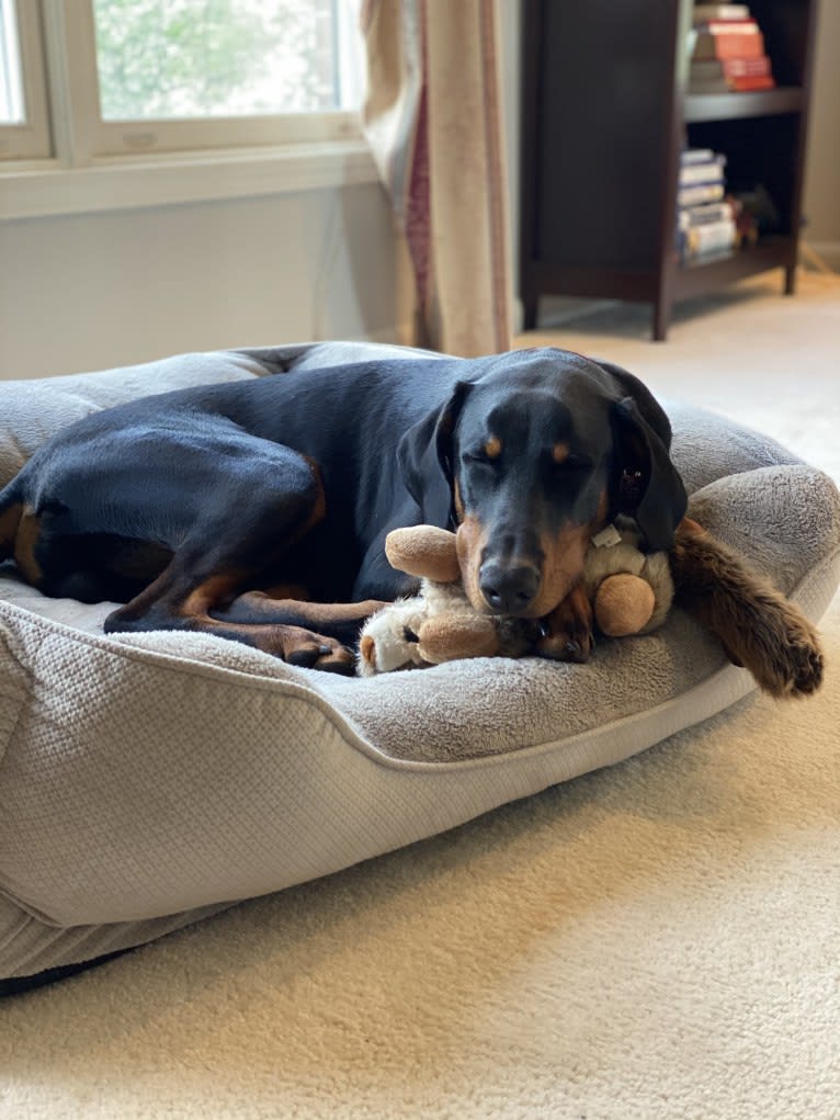 Arlo, a Doberman Pinscher tested with EmbarkVet.com