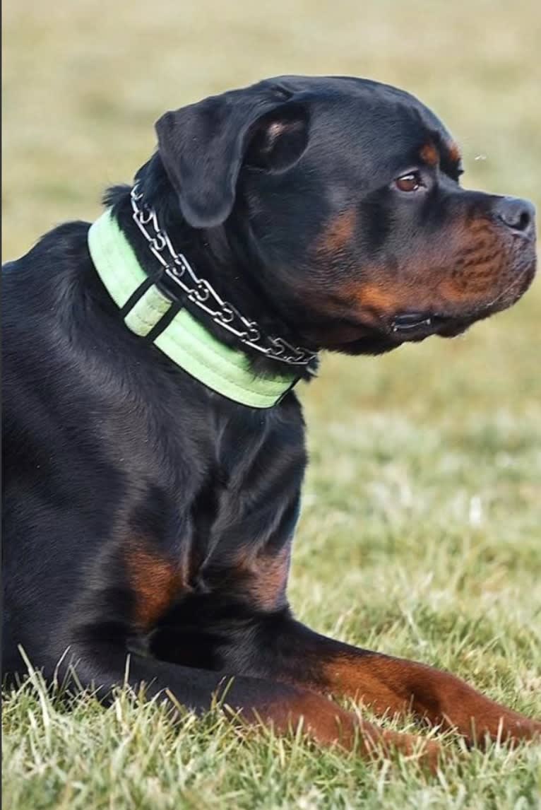 Kratos Raiju, a Rottweiler tested with EmbarkVet.com