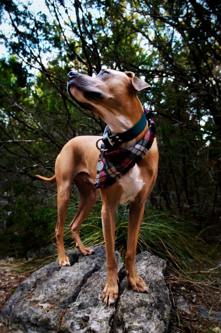 Lucian, an American Pit Bull Terrier and Rat Terrier mix tested with EmbarkVet.com