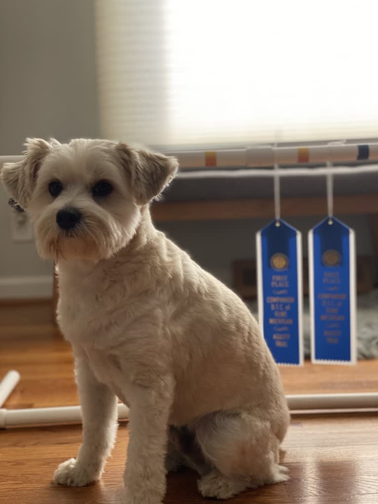 Louis Jay, a Pomeranian and Yorkshire Terrier mix tested with EmbarkVet.com