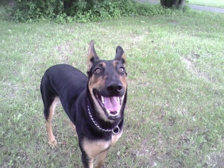 Sky, a Doberman Pinscher and German Shepherd Dog mix tested with EmbarkVet.com