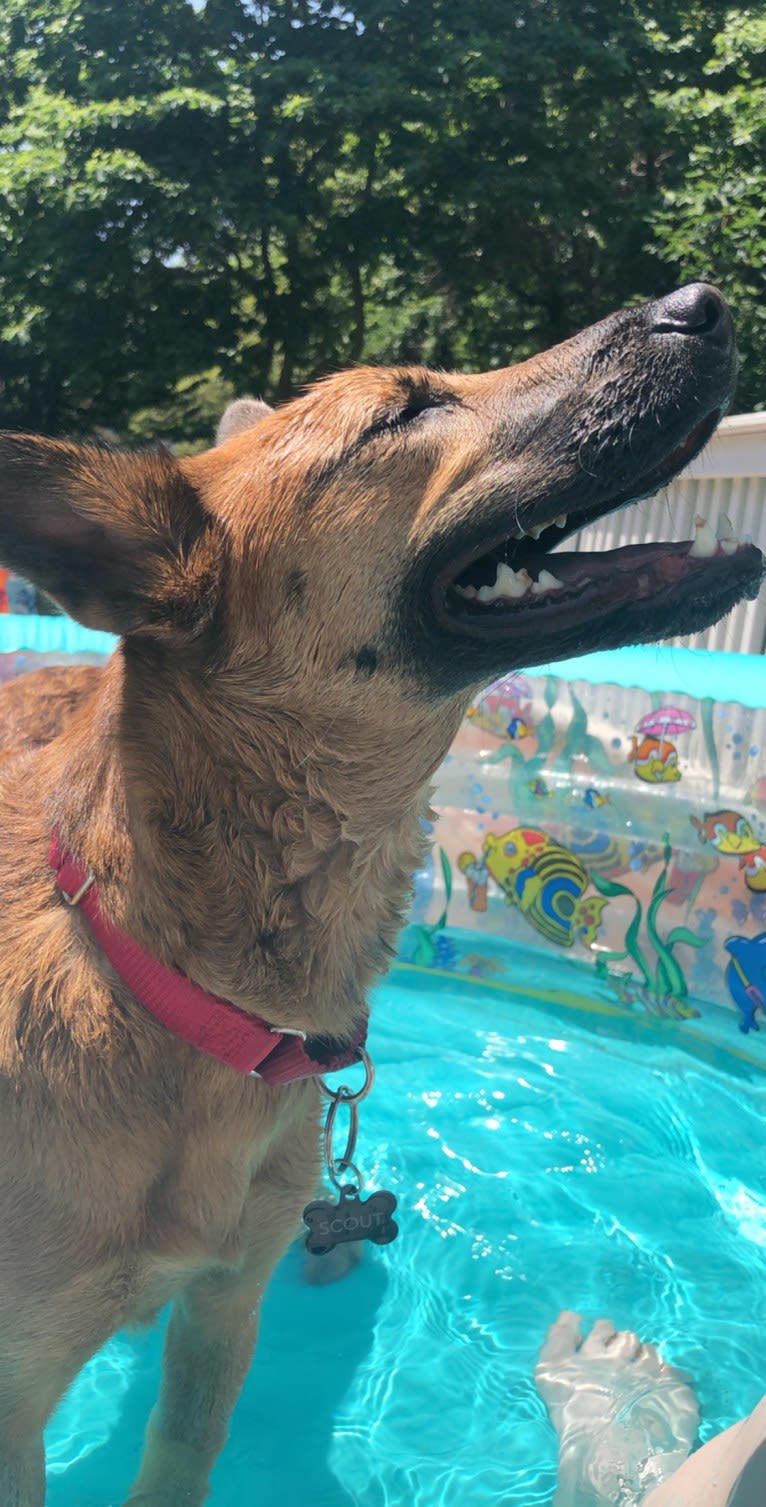 Scout, a Southeast Asian Village Dog and Golden Retriever mix tested with EmbarkVet.com