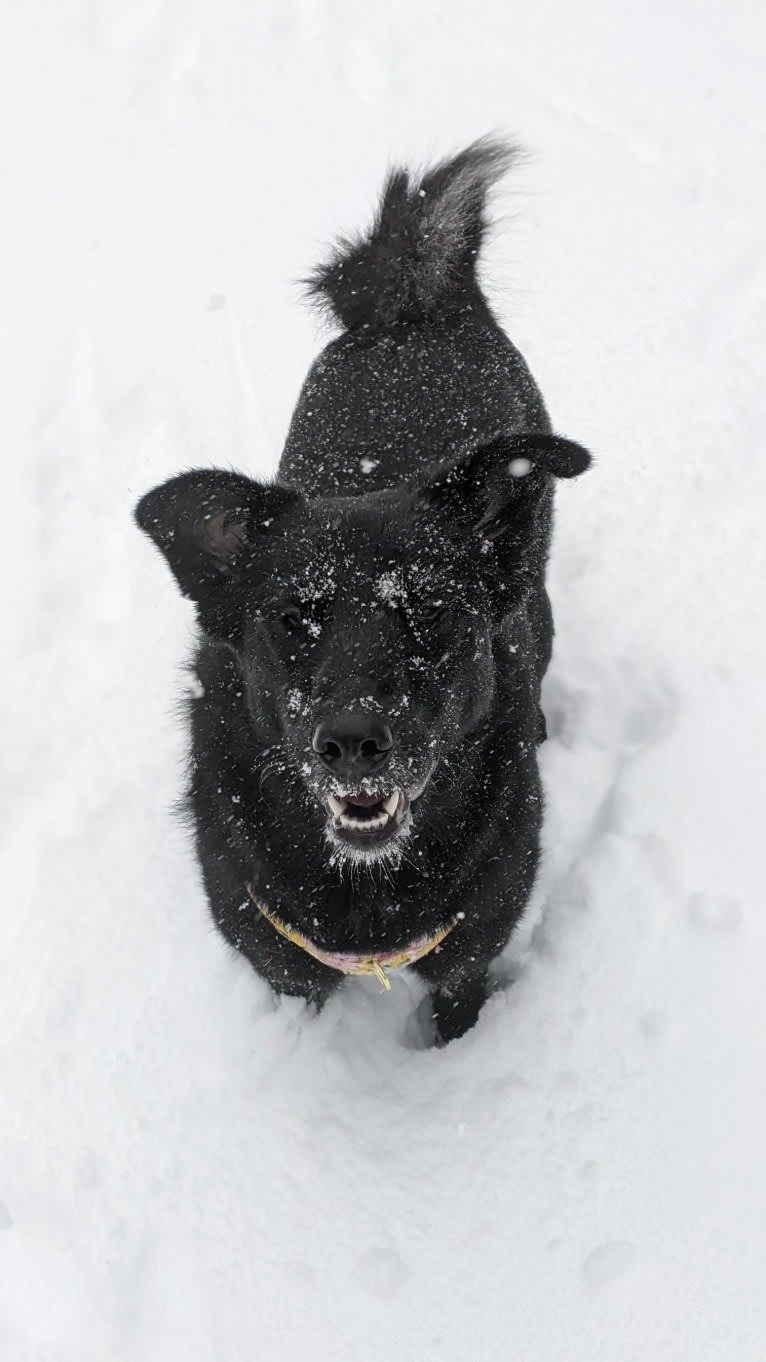 Freya, a Norwegian Elkhound and Golden Retriever mix tested with EmbarkVet.com