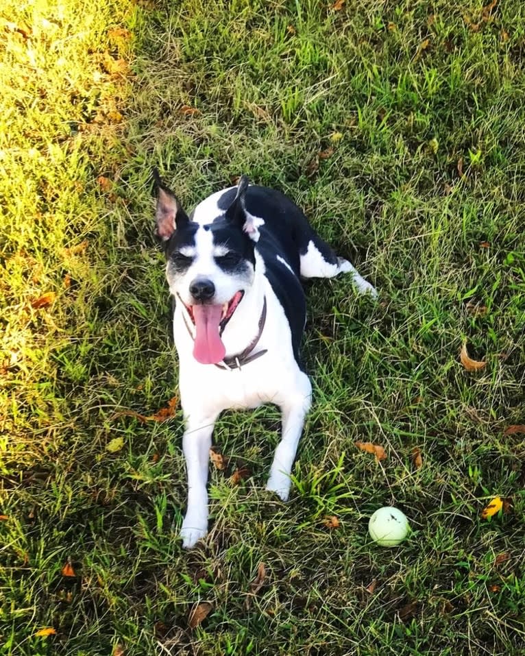 Maddie, an American Pit Bull Terrier and Rat Terrier mix tested with EmbarkVet.com