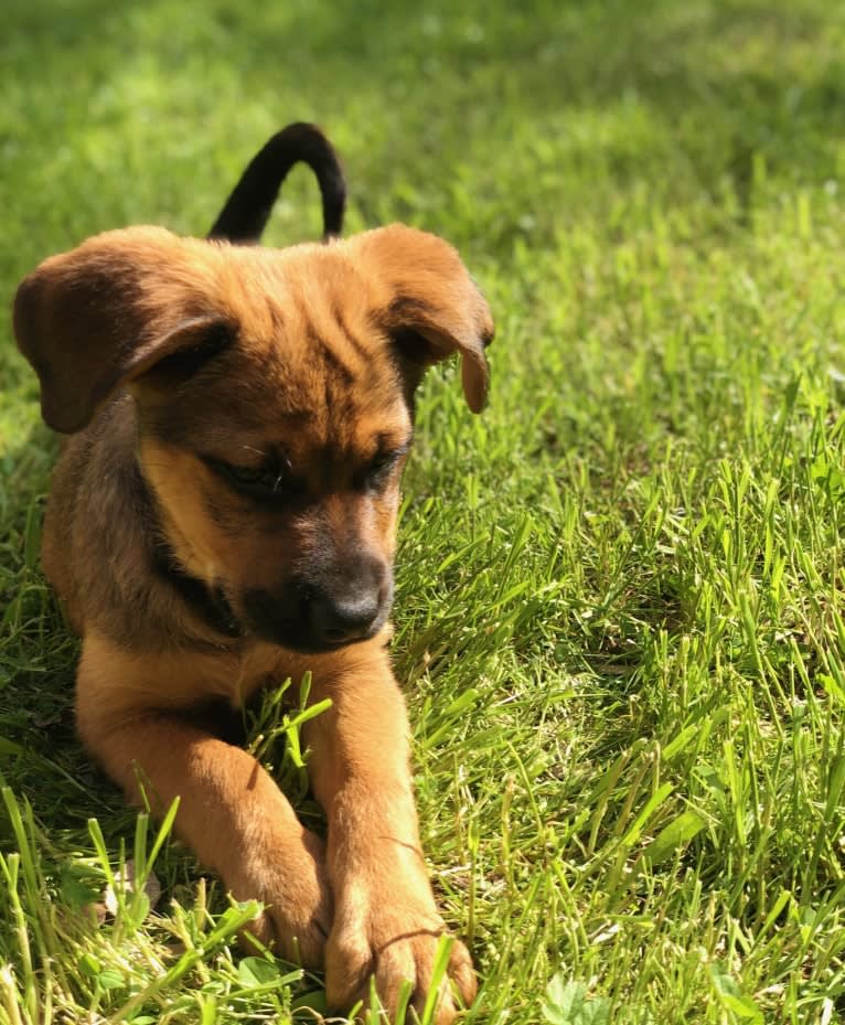 Mocha Chino, a Rottweiler and German Shepherd Dog mix tested with EmbarkVet.com