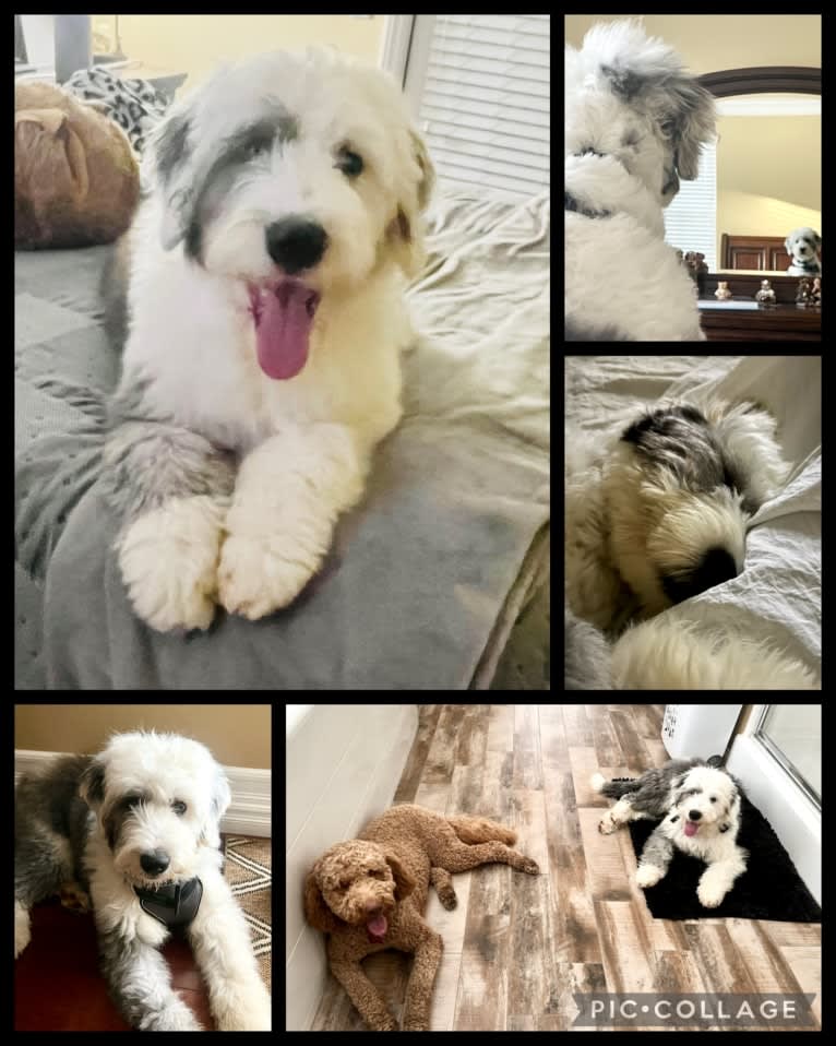 Harley, an Old English Sheepdog tested with EmbarkVet.com