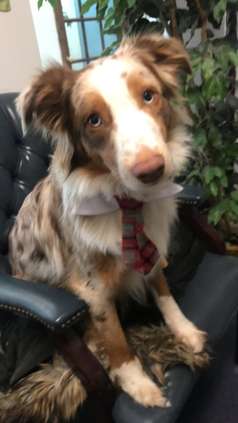 Harrison, an Australian Shepherd and Border Collie mix tested with EmbarkVet.com