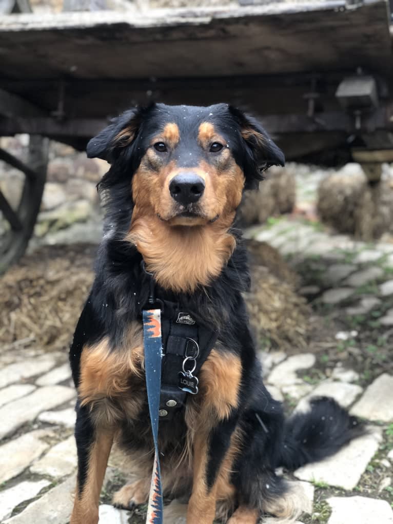 Louie, an English Shepherd tested with EmbarkVet.com