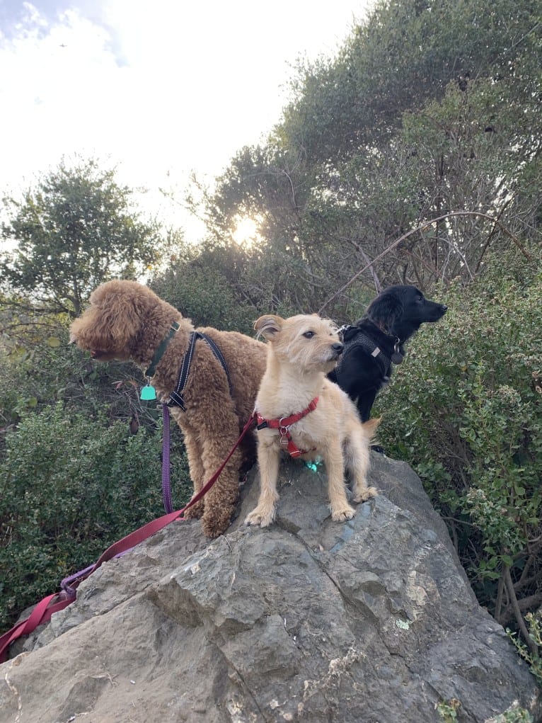 Jasper, a Poodle (Small) and Chihuahua mix tested with EmbarkVet.com