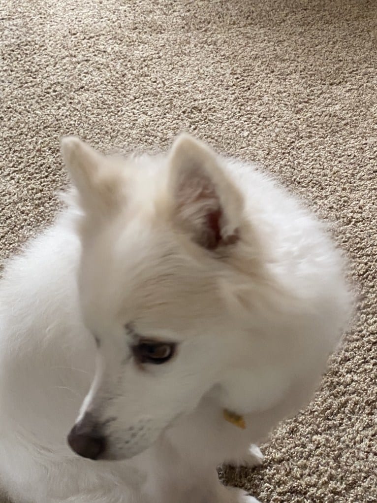 Bo, an American Eskimo Dog tested with EmbarkVet.com