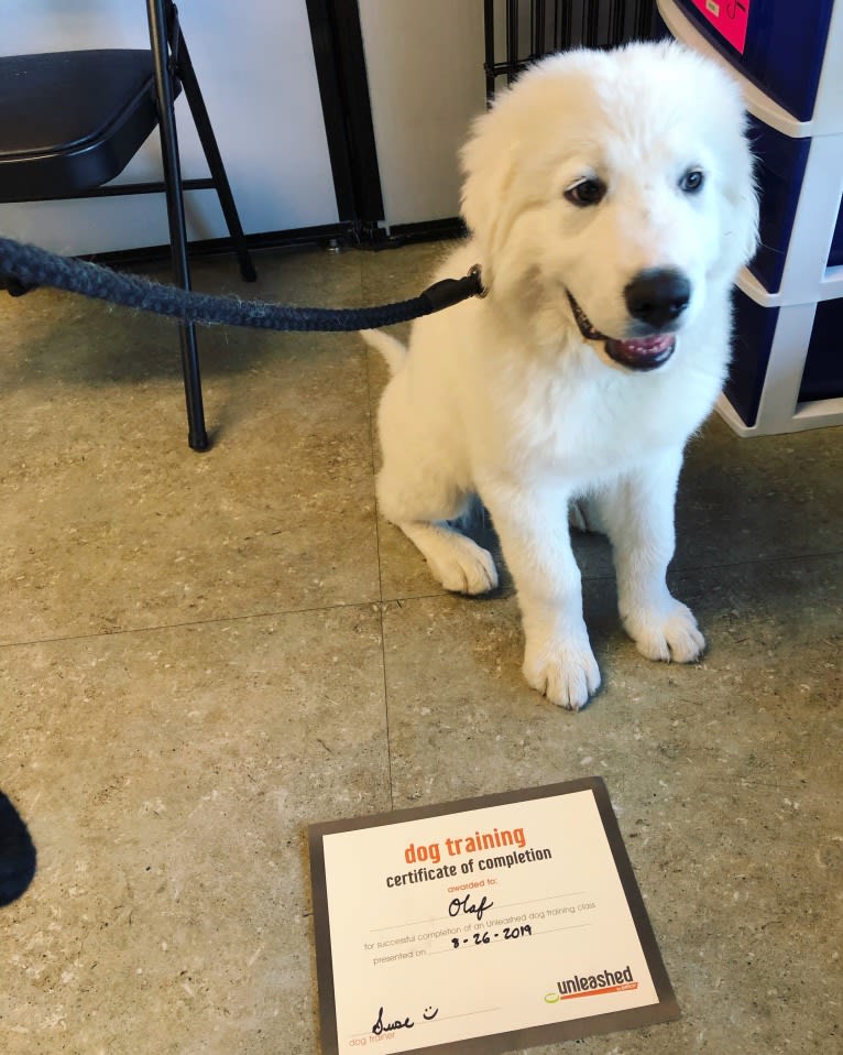 Olaf, a Great Pyrenees tested with EmbarkVet.com