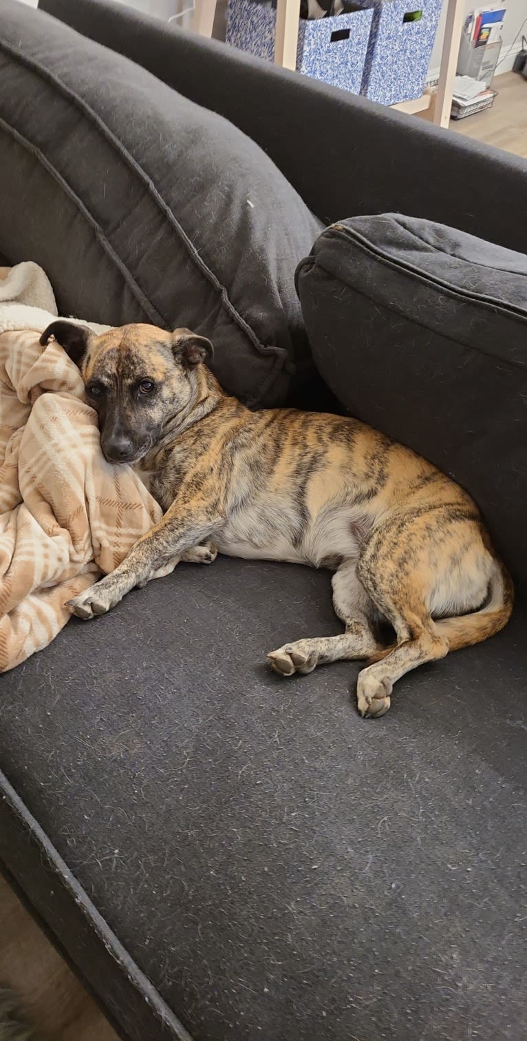 Daisy, an American Pit Bull Terrier and Australian Cattle Dog mix tested with EmbarkVet.com