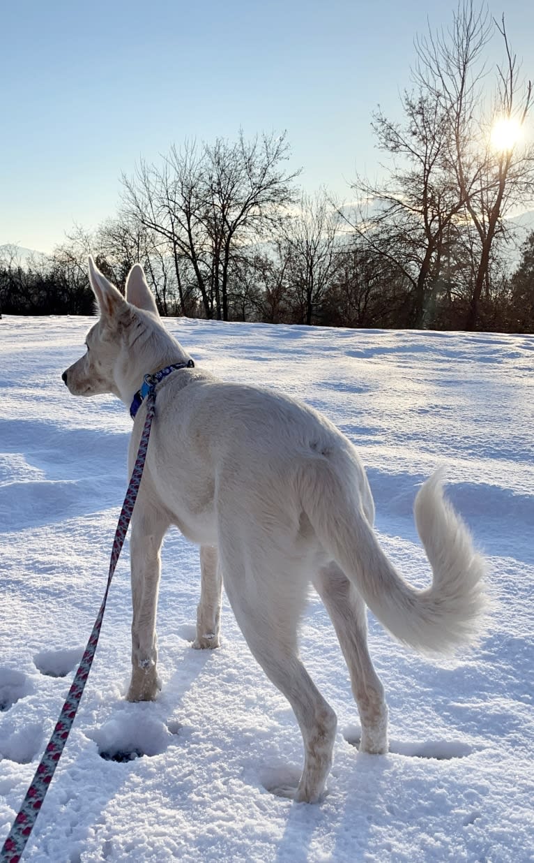 Princess Luna Rose, an Australian Cattle Dog and Siberian Husky mix tested with EmbarkVet.com