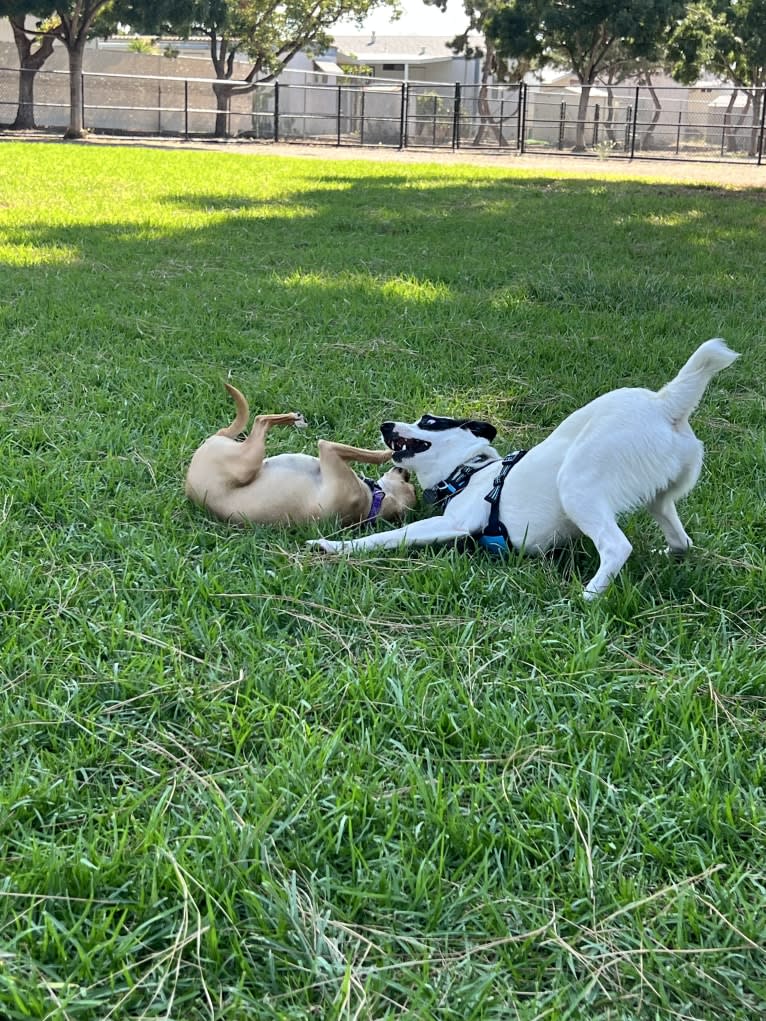 Luke Skywalker, an Australian Cattle Dog and Rat Terrier mix tested with EmbarkVet.com