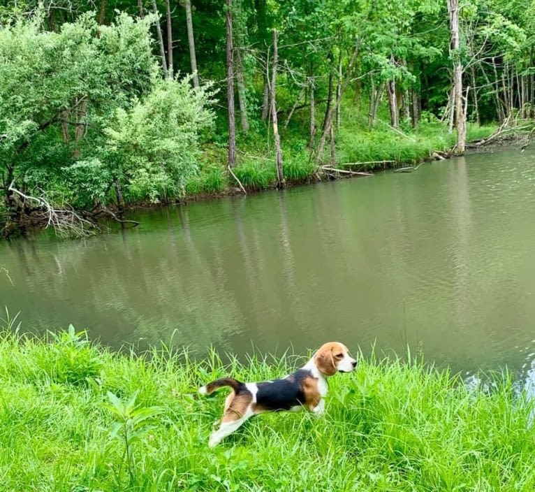 Sassy Claire, a Beagle tested with EmbarkVet.com