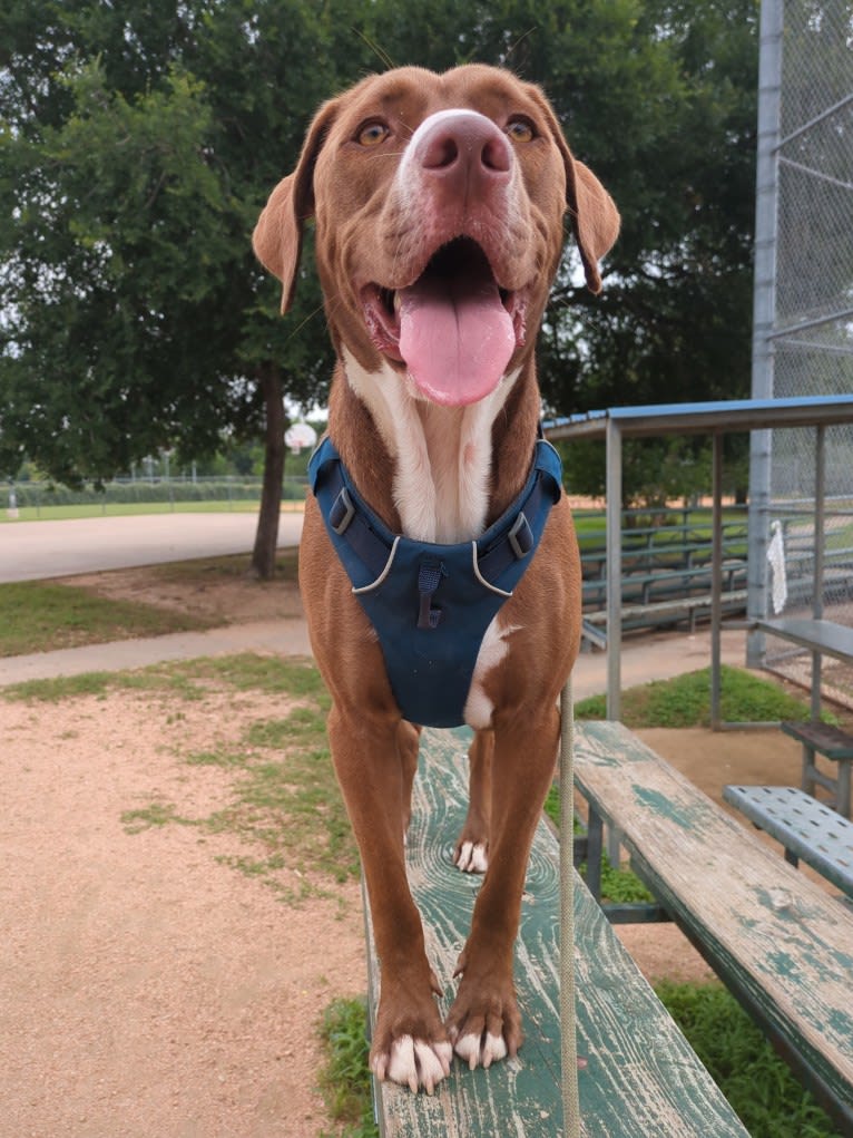 Molty, a Labrador Retriever and Bloodhound mix tested with EmbarkVet.com