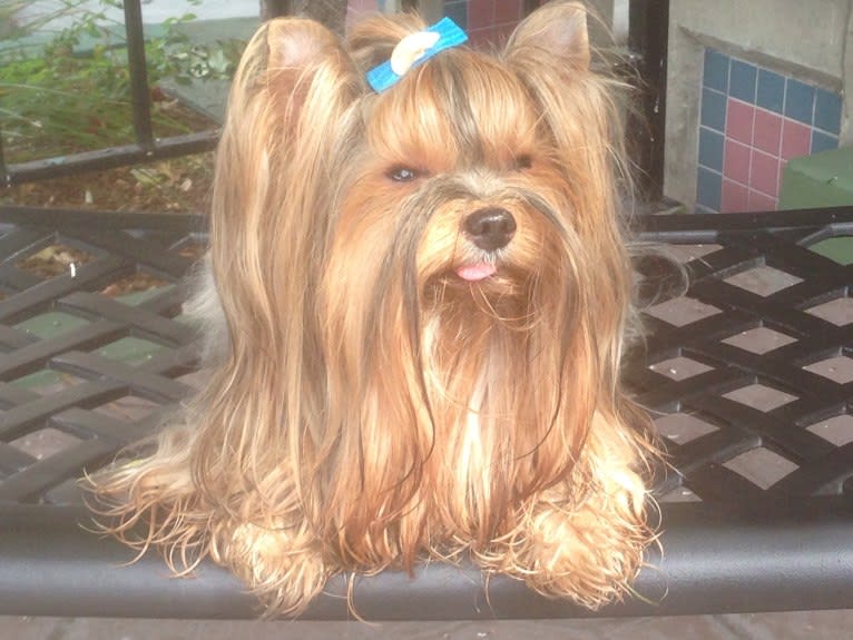 Prince Ali, a Yorkshire Terrier tested with EmbarkVet.com