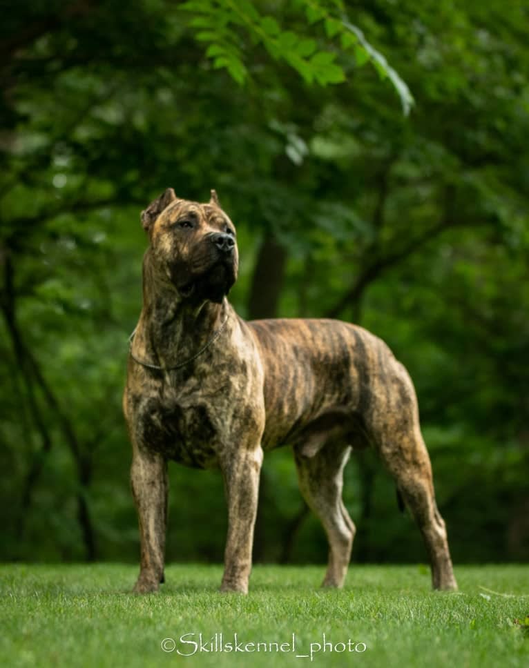 Jäger, a Perro de Presa Canario tested with EmbarkVet.com