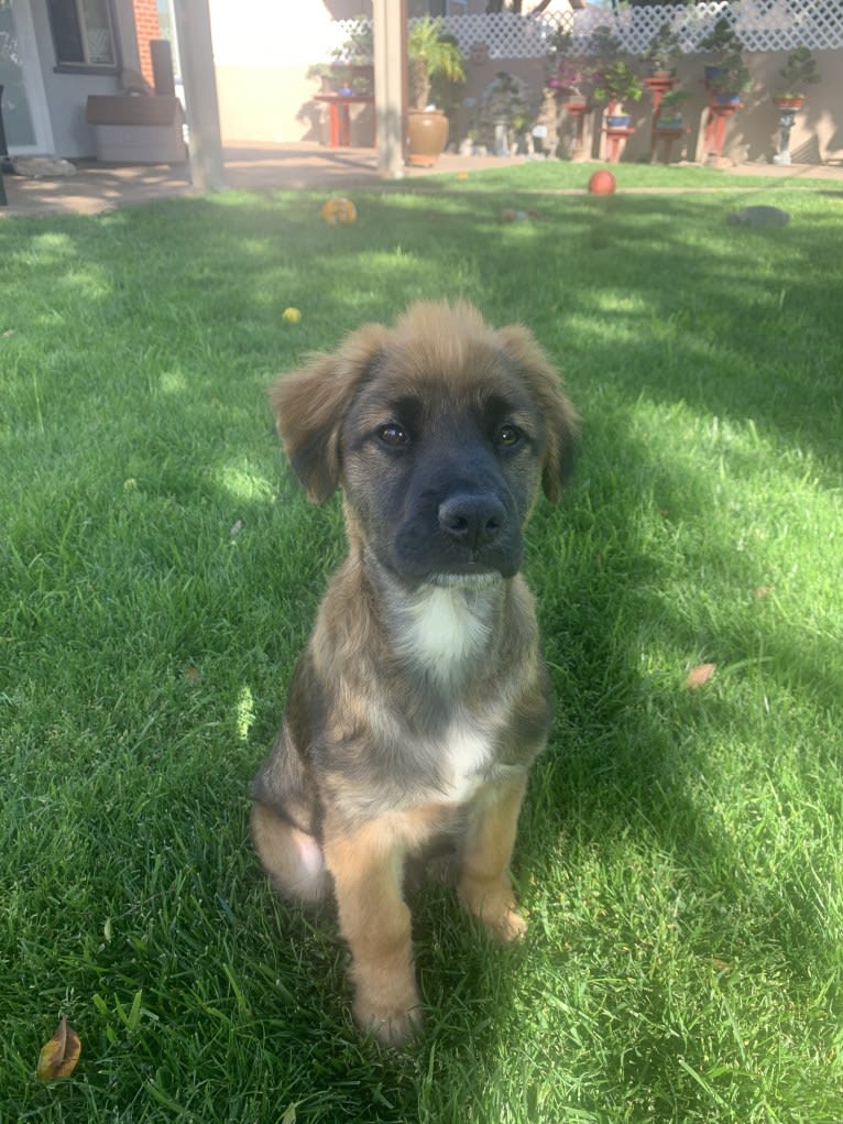 Photo of Tobey, a Chow Chow, American Pit Bull Terrier, Cocker Spaniel, German Shepherd Dog, and Mixed mix in Los Angeles, California, USA
