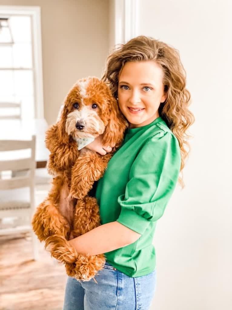 Griffin, a Goldendoodle tested with EmbarkVet.com