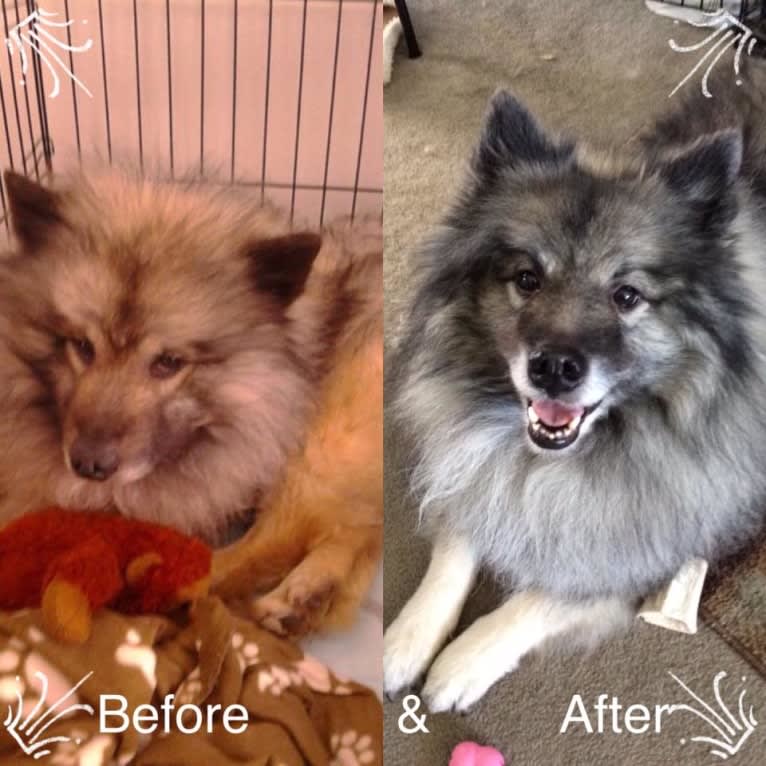 Solomon, a Keeshond tested with EmbarkVet.com