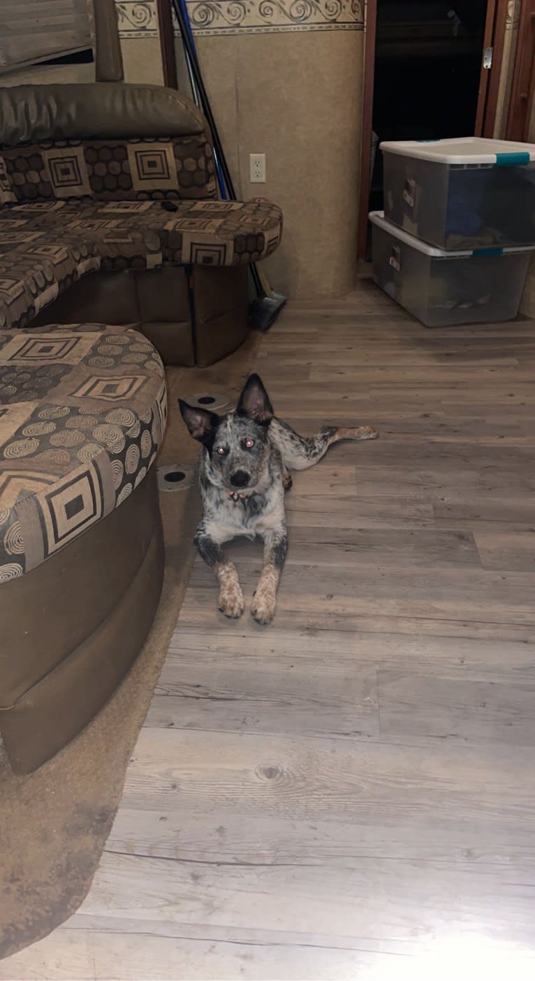 Concho Waylon Willis, an Australian Cattle Dog tested with EmbarkVet.com