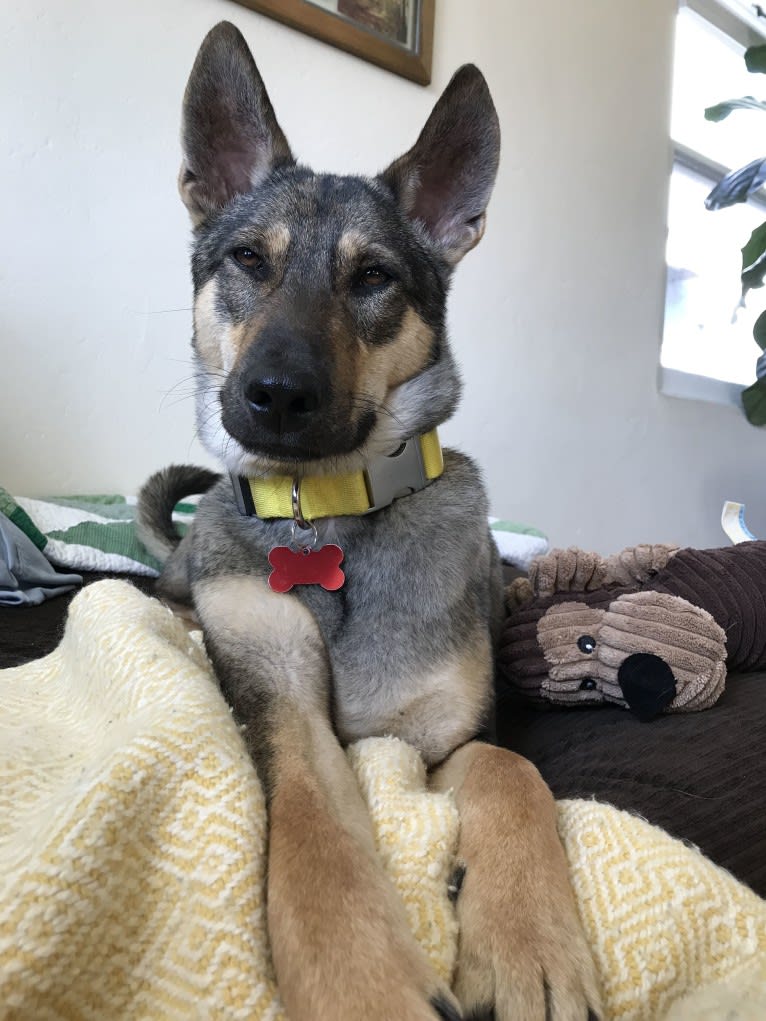 Wylie, a Southeast Asian Village Dog tested with EmbarkVet.com