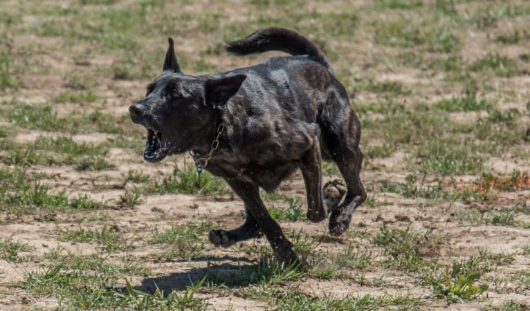 Nike des las Flores, a Dutch Shepherd tested with EmbarkVet.com