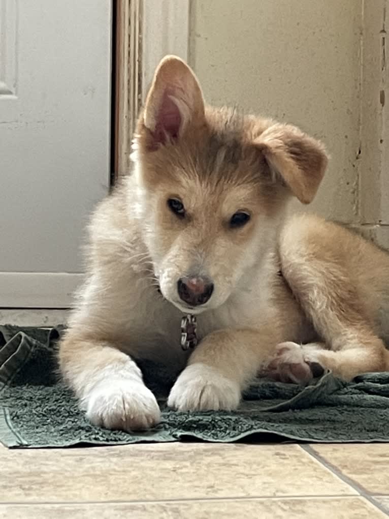 Bella, an Alaskan Malamute and Siberian Husky mix tested with EmbarkVet.com