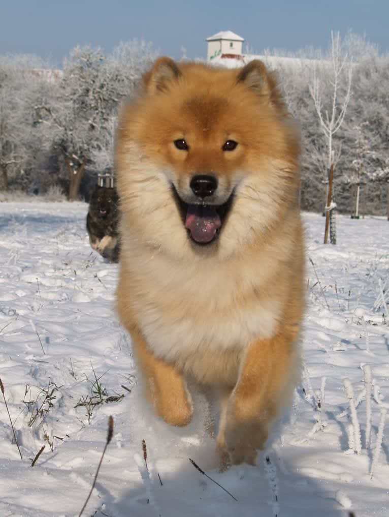 Mini, an Eurasier tested with EmbarkVet.com