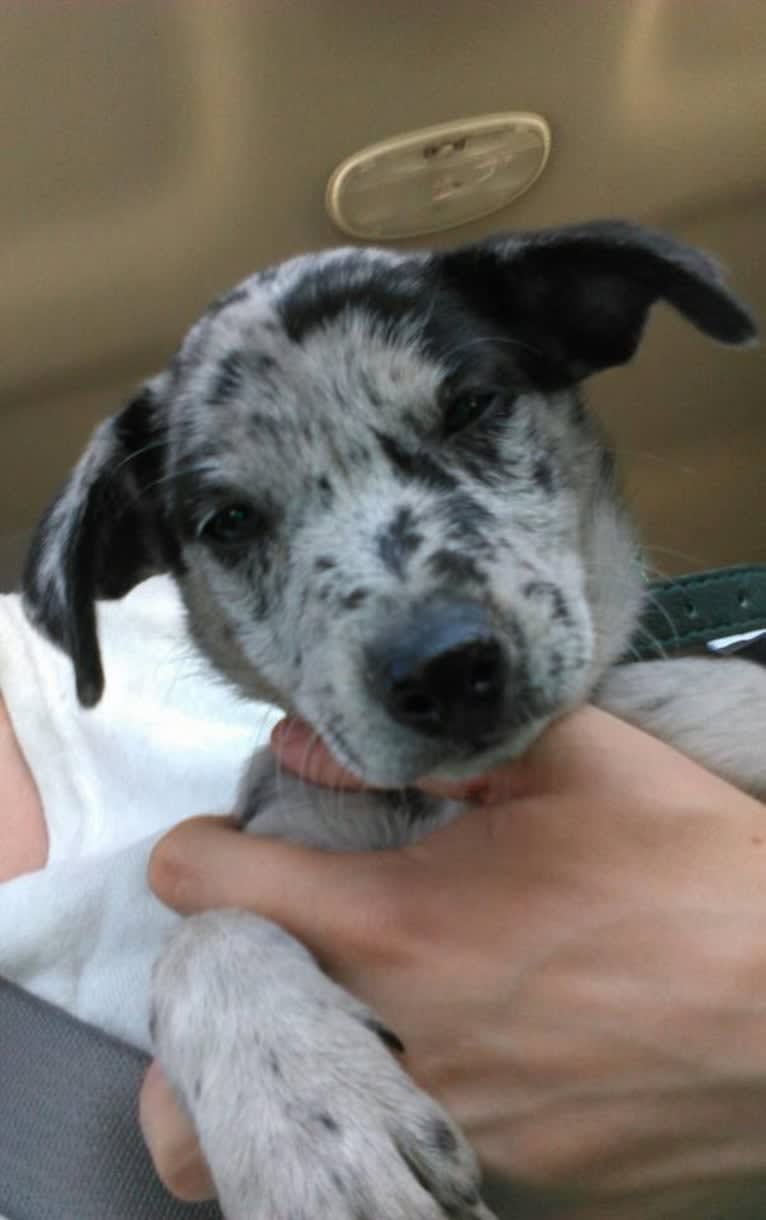 Josey, a Border Collie and Miniature/MAS-type Australian Shepherd mix tested with EmbarkVet.com