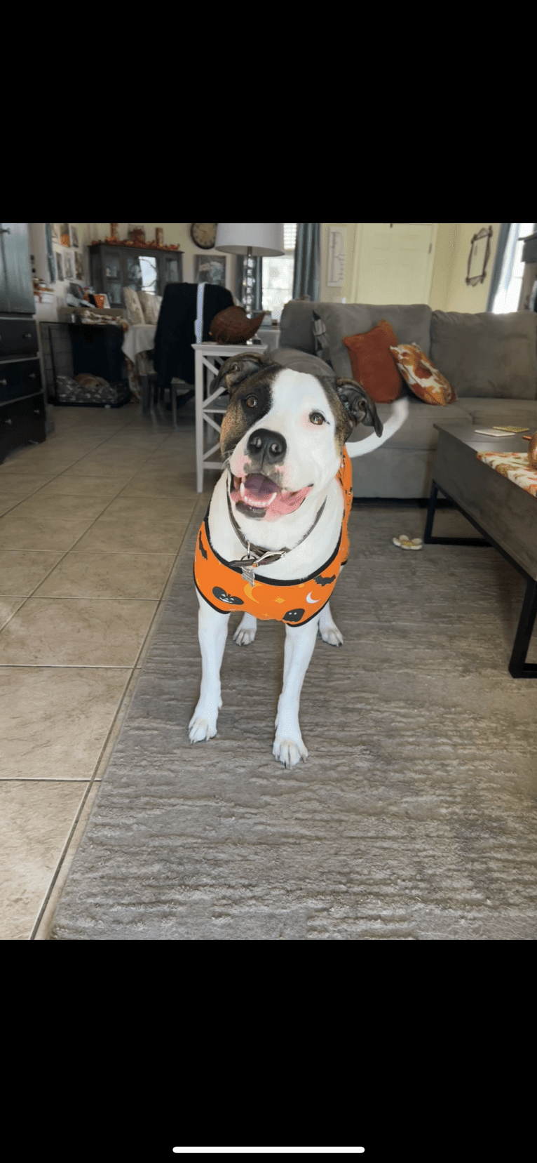 Dozer, an American Pit Bull Terrier and American Staffordshire Terrier mix tested with EmbarkVet.com