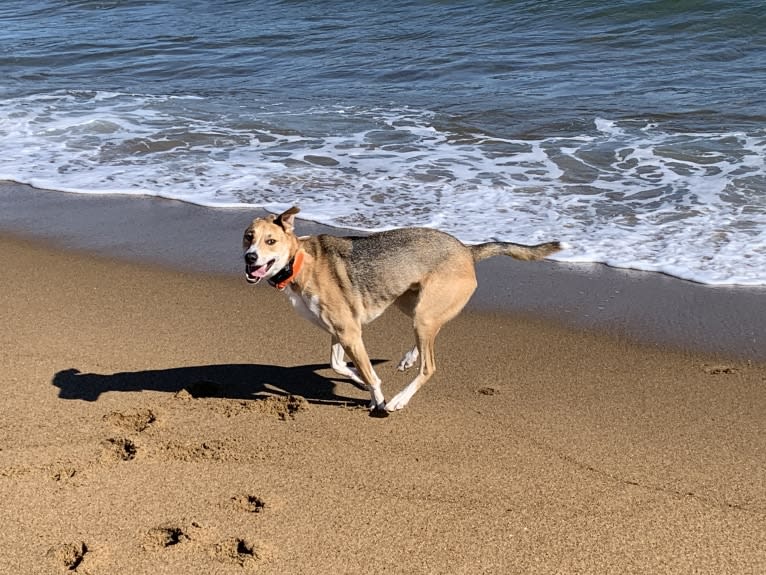 Baxter, a Mountain Cur and West Siberian Laika mix tested with EmbarkVet.com