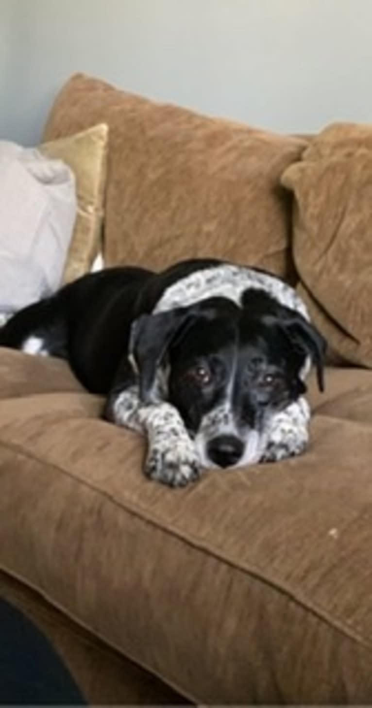 Izzy, a Dalmatian and Labrador Retriever mix tested with EmbarkVet.com