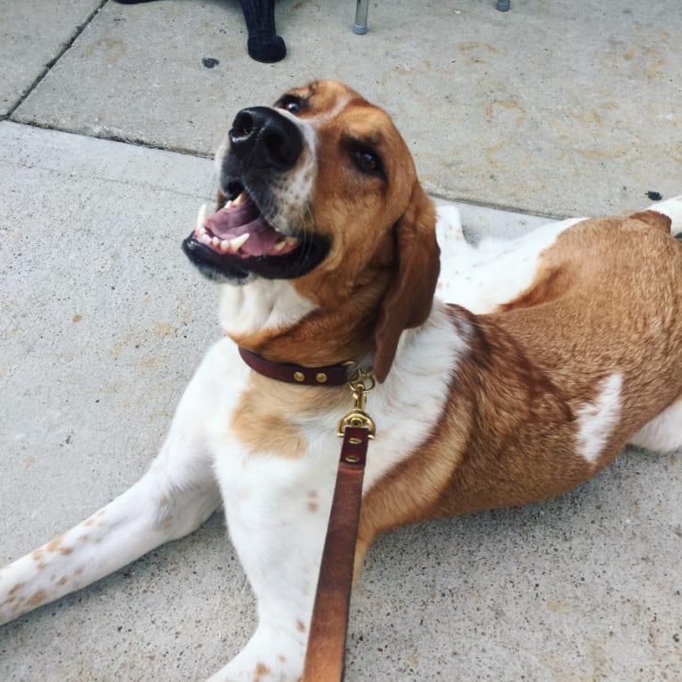 Fife Dog, a Coonhound and Great Pyrenees mix tested with EmbarkVet.com