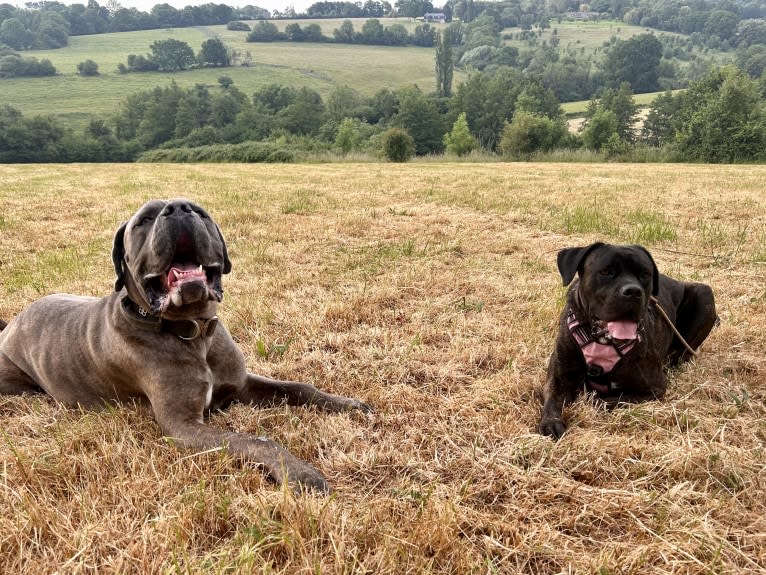 Islay, a Cane Corso and Neapolitan Mastiff mix tested with EmbarkVet.com