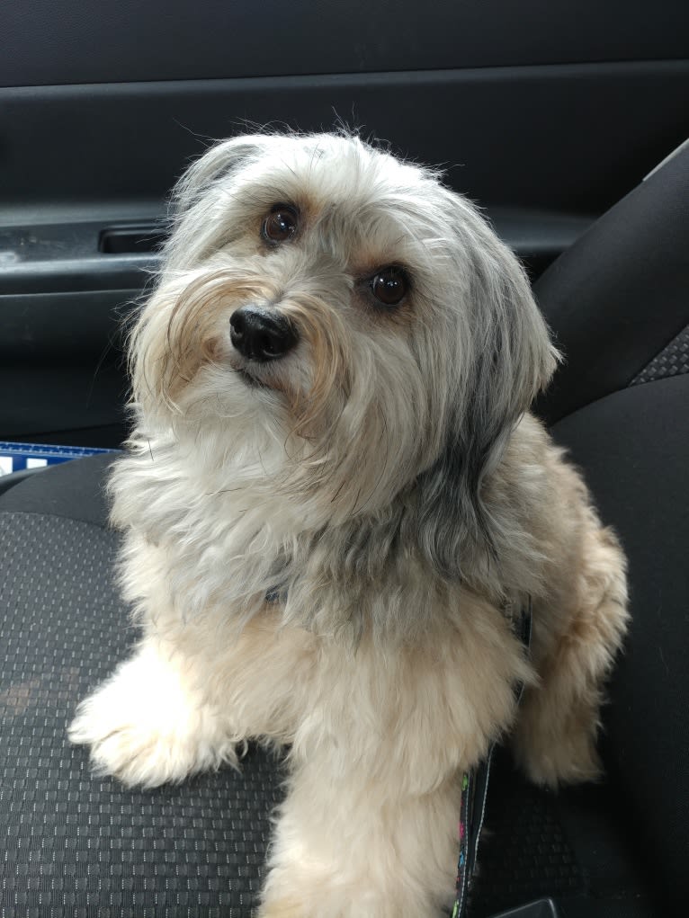 Charlie, a Dachshund and Lhasa Apso mix tested with EmbarkVet.com