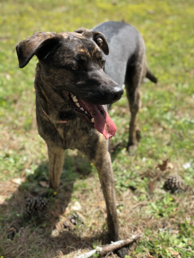 Willow, a Golden Retriever and German Shepherd Dog mix tested with EmbarkVet.com