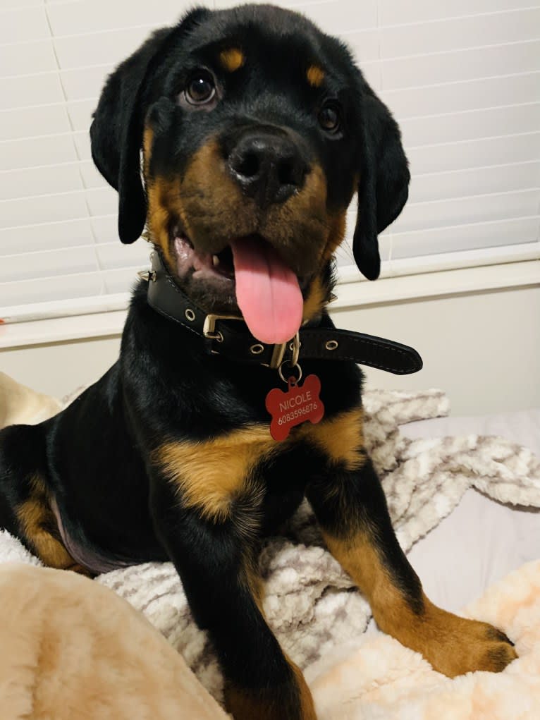 Chompy, a Rottweiler tested with EmbarkVet.com