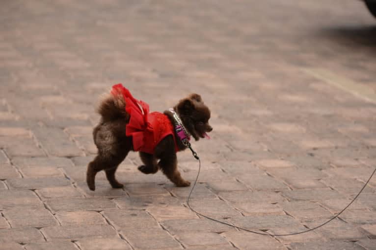 Egypt, a Pomeranian tested with EmbarkVet.com