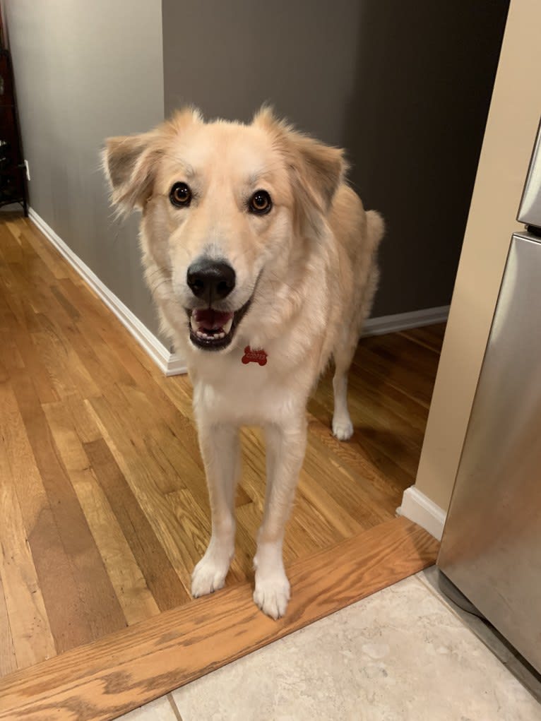 Cooper, a Great Pyrenees and Siberian Husky mix tested with EmbarkVet.com