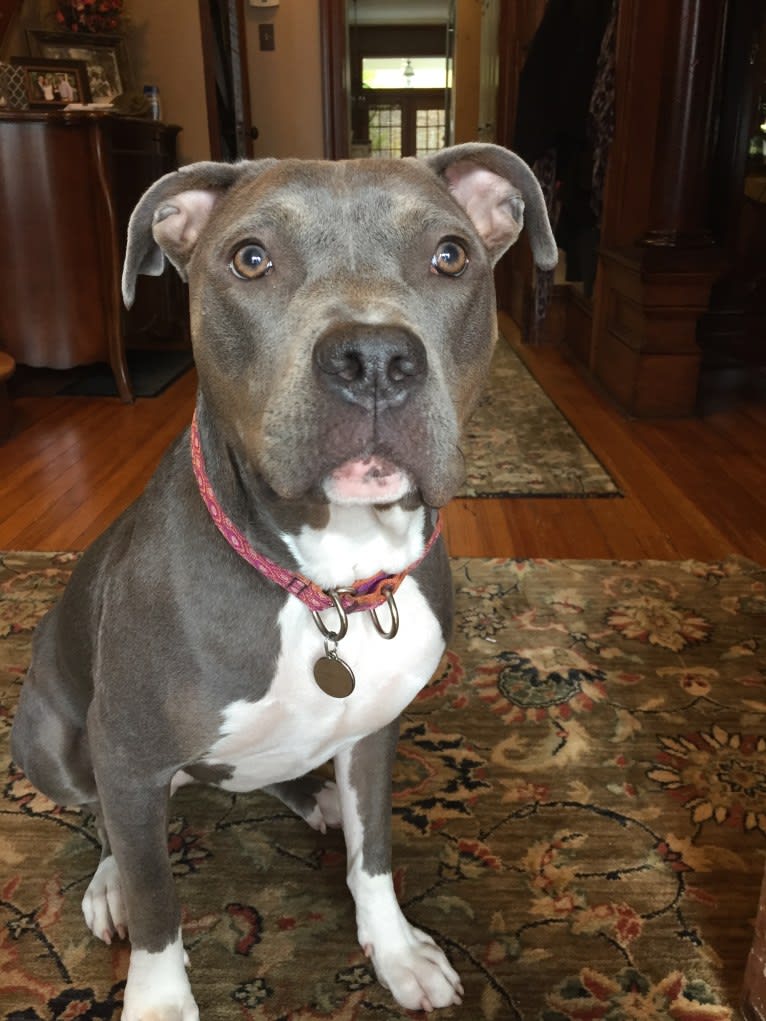 Sofie, an American Pit Bull Terrier and American Staffordshire Terrier mix tested with EmbarkVet.com