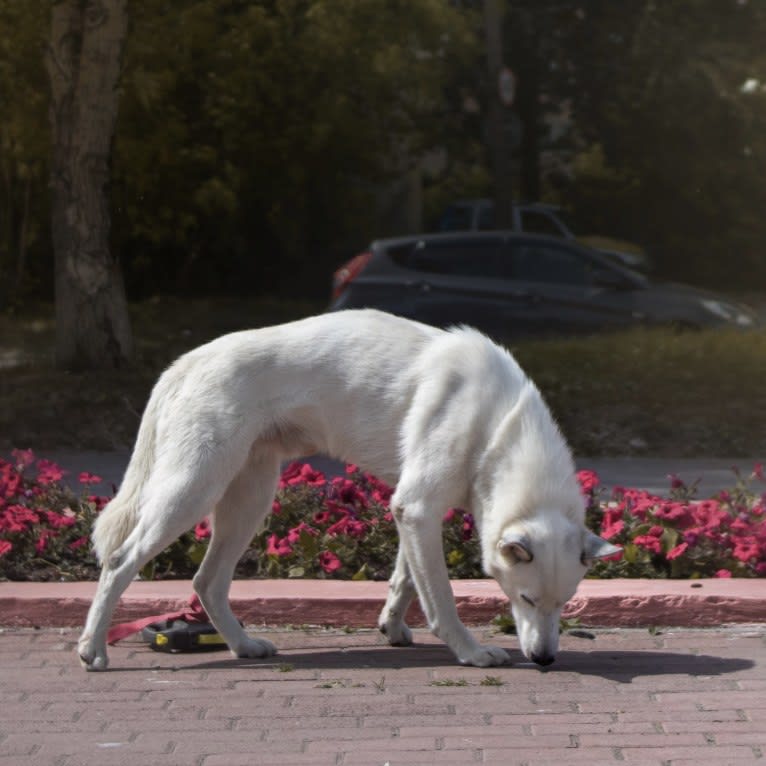 DEMON, a Siberian Husky and German Shepherd Dog mix tested with EmbarkVet.com