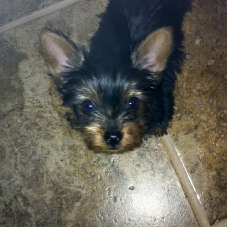 Razzee, a Yorkshire Terrier tested with EmbarkVet.com