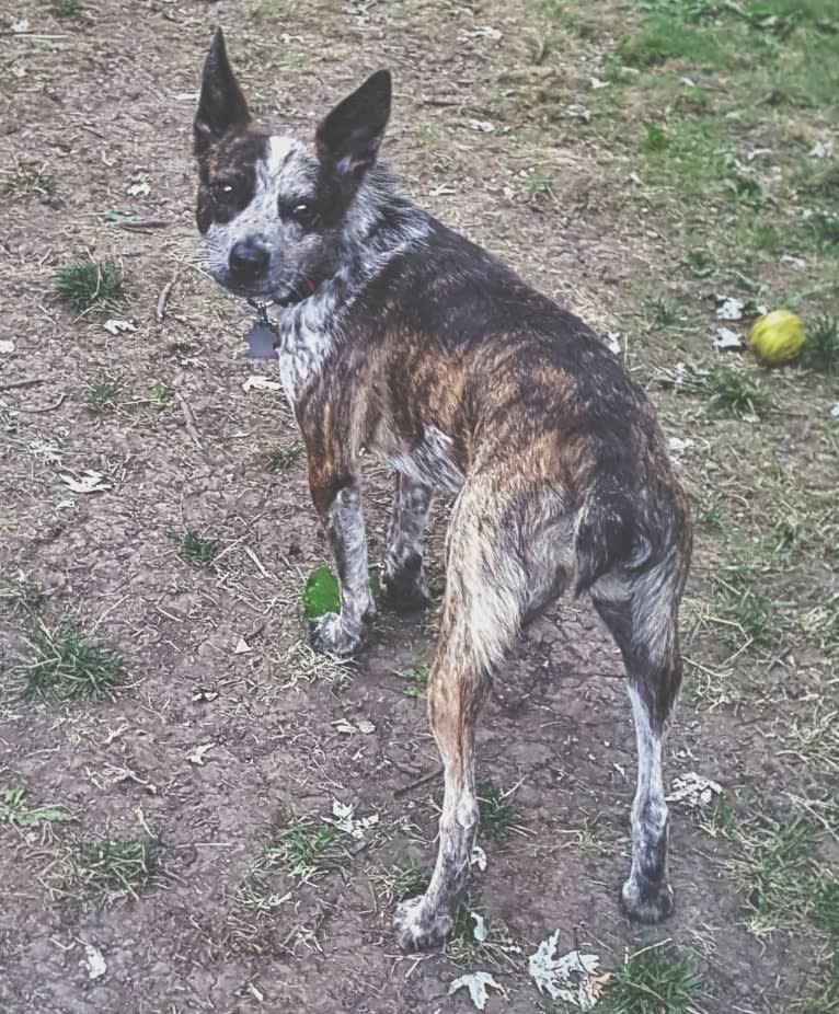 Banshee Boo, an Australian Cattle Dog and American Pit Bull Terrier mix tested with EmbarkVet.com