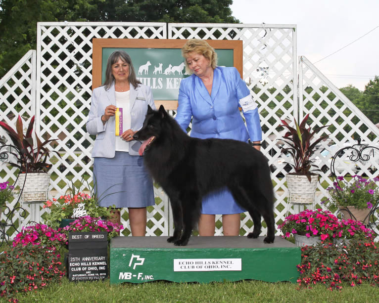 Logan, a Belgian Shepherd tested with EmbarkVet.com